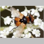 Cistogaster globosa - Raupenfliege m04 6mm Teverener Heide.jpg